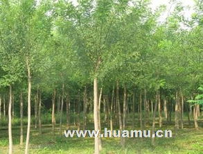 四通镇绿化苗木苗圃繁育基地