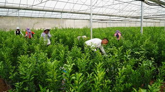 宾川有个柑桔无病苗木繁育基地,很多果农都不知道