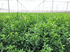 中国果业网 广西水果总站梁声记书记到桂林市检查柑橘无病健康苗木繁育基地