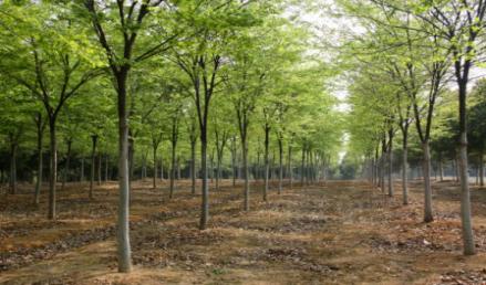 榉树苗木繁育基地