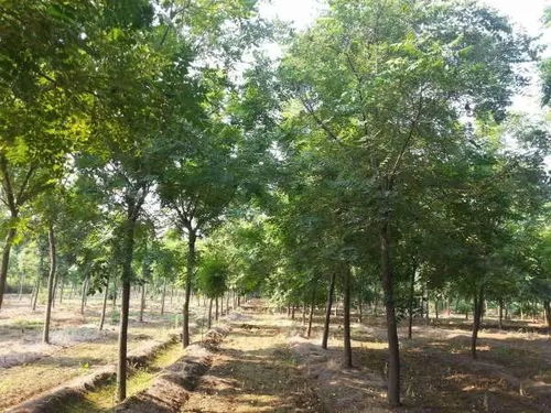 2022年云上双交会企业风采展示 陕西省苗木繁育中心