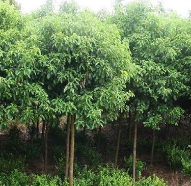 南阳香樟繁育基地-许昌鄢陵苗木