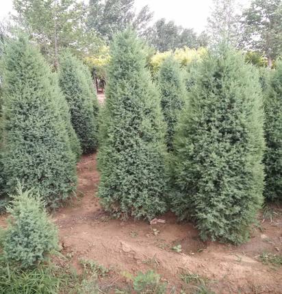 桧柏树苗繁殖、河北桧柏小苗基地,旺源苗木