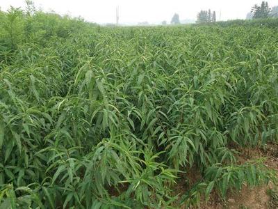 全红蜜桃苗价格_想买具有口碑的全红蜜桃苗,就到瓜果苗木繁育基地_山东青州市瓜果苗木繁育基地