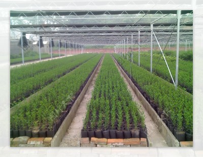 无病毒苗木繁育基地图片