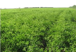 枣树苗,冬枣苗,大枣苗,酸枣仁,红枣盆景,卖枣树苗_泰安盛佳苗木繁育中心 - 商国互联网