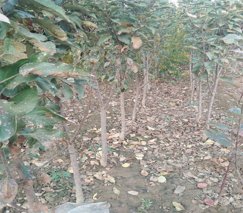 昭觉信浓金苹果苗千亩大型苗木繁育基地