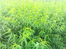 山东泰山忠义苗木繁育场