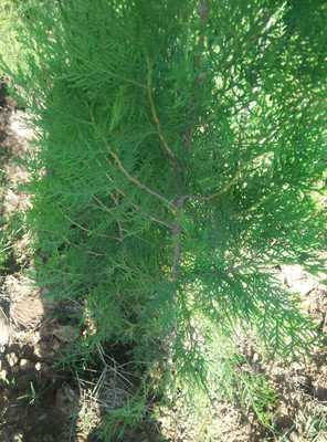 供侧柏苗木高1-1.5米200万株图片_高清图_细节图-河南省灵宝市伏秦苗木花卉繁育中心