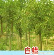 给沈阳绿达园林苗木繁育中心的绿化苗木白蜡留言_产品询价_询价留言