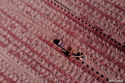 张掖元宝枫国家储备林项目建设如火如荼推进