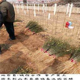 白玉樱桃苗脆甜味美 实地新闻