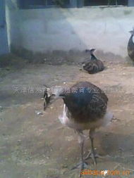 天津信发特禽养殖繁育专业合作社