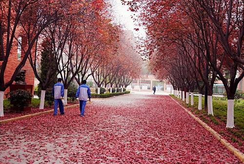 菏泽韩城卓通实业花椒苗批发厂家,狮子头无刺大红袍花椒树苗新高产品种