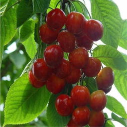 新闻 樱桃苗价格 供应