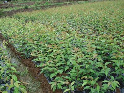 划算的3公分樱花小苗首选泰安澎霖苗木(3公分樱花小苗,)--山东泰安澎霖苗木繁育基地