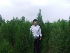 大量种植侧柏苗木--侧柏苗木基地_优质侧柏树苗供应商图片|大量种植侧柏苗木--侧柏苗木基地_优质侧柏树苗供应商产品图片由山东侧柏苗木繁育基地公司生产提供-