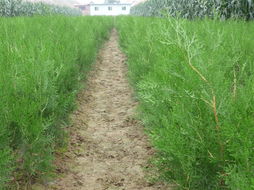 侧柏 油松 白皮松小苗 供应 陕西杨凌西绛帐锦绣万亩果树苗木繁育基地