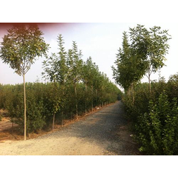 白蜡价格|日照白蜡|花果园苗木