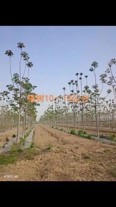 金桥苗木繁育基地