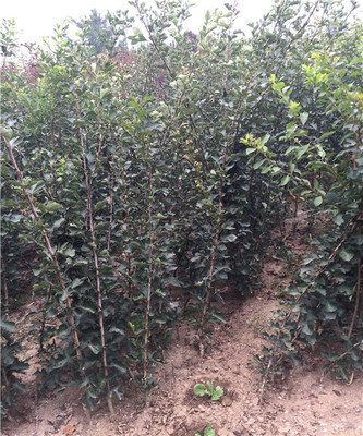 哪里有大棉球山楂树苗、大棉球山楂树苗价格多少