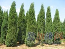 山西白皮松白皮松价格白皮松哪里便_山西白皮松白皮松价格白皮松哪里便价格_山西白皮松白皮松价格白皮松哪里便厂家-勤加缘网【山西绛县乡村苗木繁育中心】