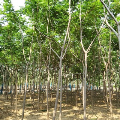 云南火炬树苗木基地