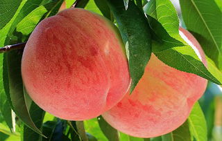 北京满城雪桃特产推荐