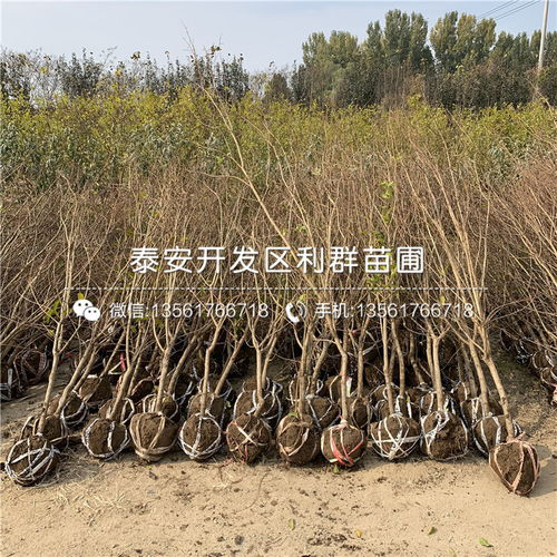 【软籽石榴树苗、软籽石榴树苗出售】- 