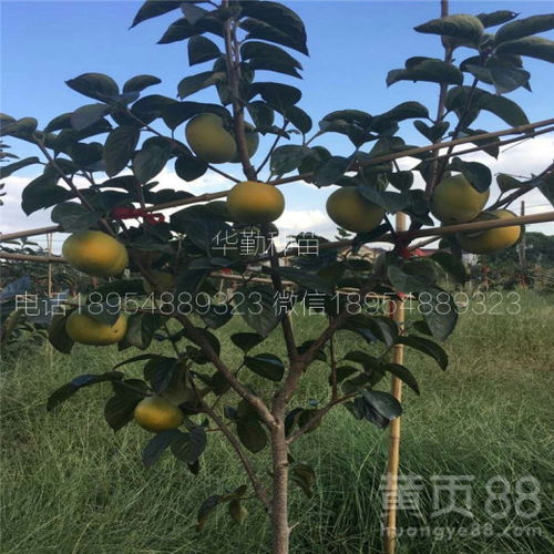 【水果柿子树苗多少钱一根繁育基地甜柿子苗价格】- 