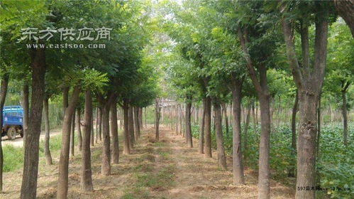 13公分国槐树繁育基地 13公分国槐树 山东中鹏苗木 查看
