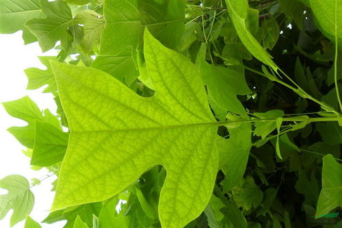 鹅掌楸苗木培育技术