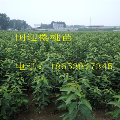 宁夏省石嘴山市早熟樱桃苗出售_泰安开发区国迎园艺场 - 商国互联网