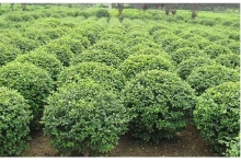 苗木繁殖