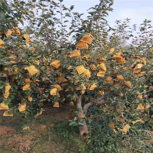 矮化华硕苹果苗价格 山东华硕苹果苗基地