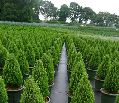 引进苗木新品种要加强风险控制