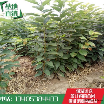 布鲁克斯樱桃树苗批发价格 1公分樱桃树苗哪里便宜|果树小苗|绿化苗木|供应信息|597苗木网