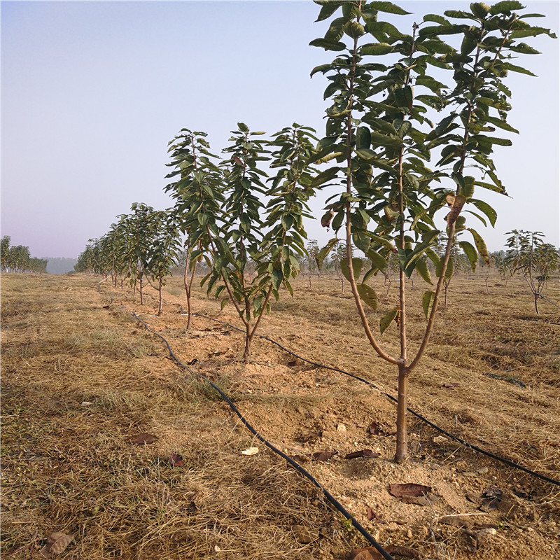 山东樱桃苗繁育基地 新优樱桃苗品种 苗木旺季销售 现货保证质量成活率