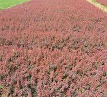 红叶碧桃小苗,红叶碧桃小苗价格价格,红叶碧桃小苗,红叶碧桃小苗价格厂家,泰安农大苗木繁育基地_中国行业信息网