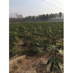 无花果苗 河北无花果苗 泰山苗木繁育基地