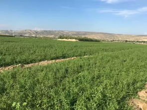 协会副会长单位 固原三利枸杞苗木种植合作社介绍