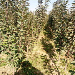 新闻 泰安红星苹果树苗管理技术