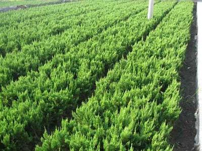 龙柏图片_价格_种植方法-河北百盛苗木