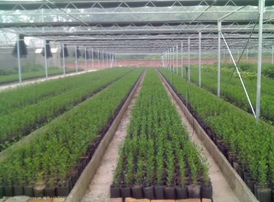 无病毒苗木繁育基地图片