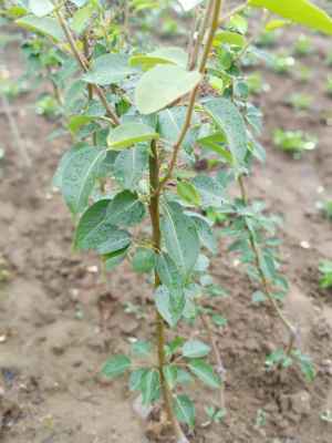 邯郸 当年爱宕梨树苗繁育中心新闻报道