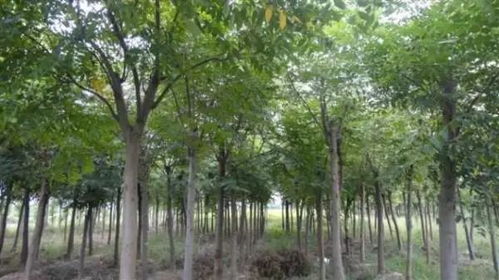 2022年云上双交会企业风采展示 陕西省苗木繁育中心