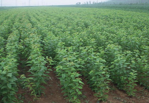 樱桃无病毒苗木繁育技术