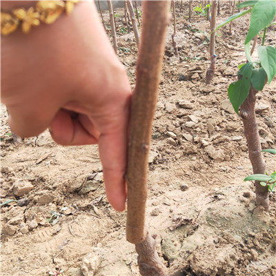 胭脂李子树苗保湿发货郑州李子苗哪里采购