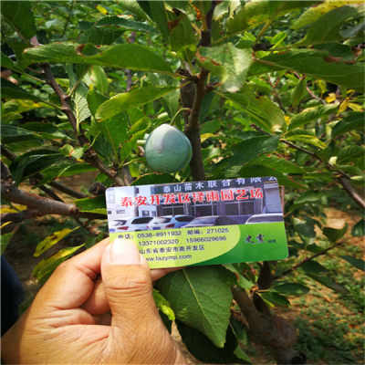 新疆吉木萨尔县女神西梅树基地出售 3 4 5 6 7 8 9公分女神西梅树