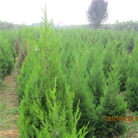 西北绿化苗木蜀桧塔柏繁殖销售基地